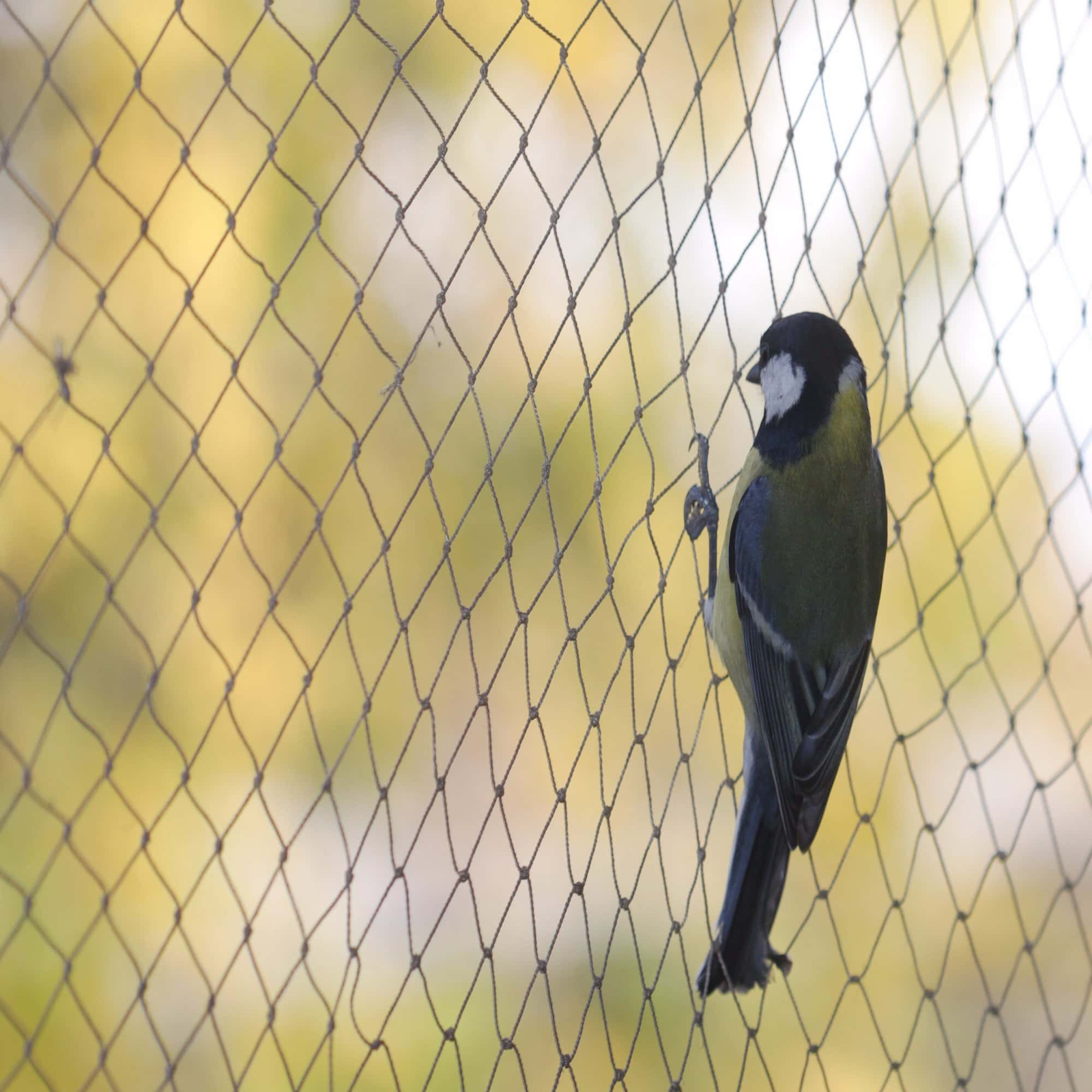 Anti-pigeon safety nets for Puttaparthi homes, apartment balconies and windows by Jashuva Safety Nets